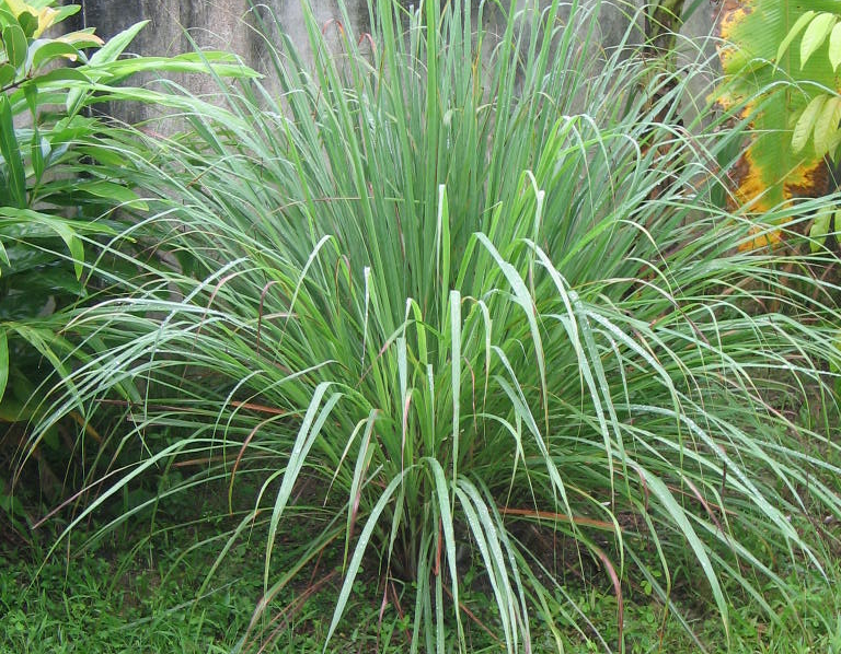 7 садових рослин, які змусять мух триматися подалі