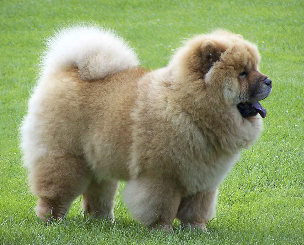 Ці породи собак вважаються найнебезпечнішими для людини: будьте насторожі