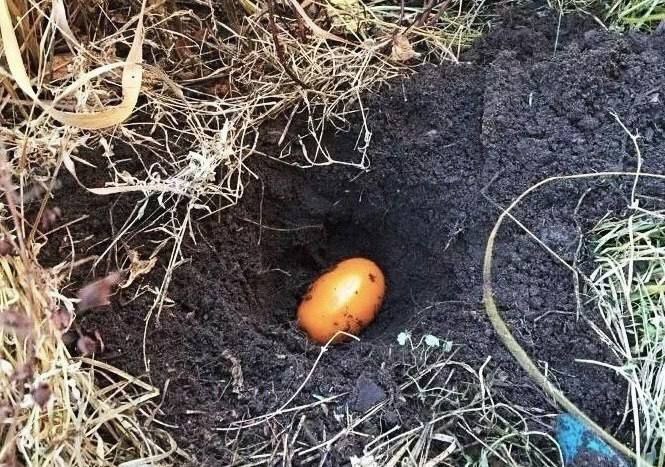 Сіємо помідори "під зиму" для щедрого і раннього врожаю: маловідомий спосіб