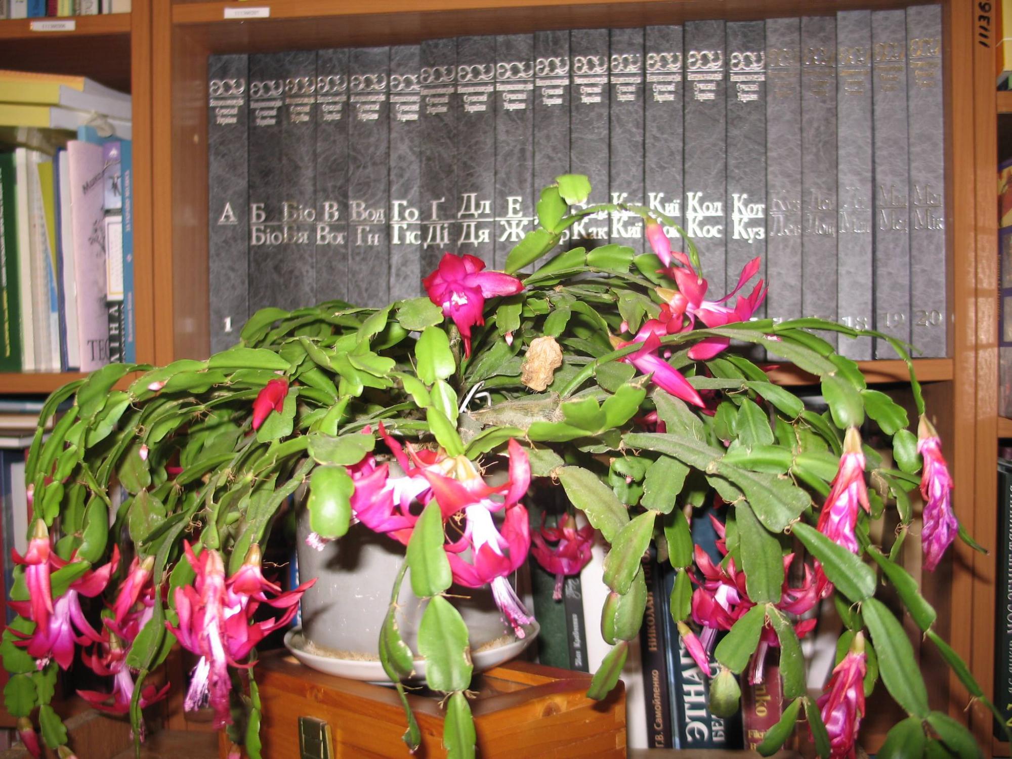 Як змусити різдвяник зацвісти на свята: надійні способи