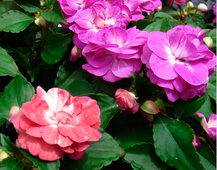 Ці 6 видів квітів можна посадити в серпні і вони радуватимуть вас аж до заморозків