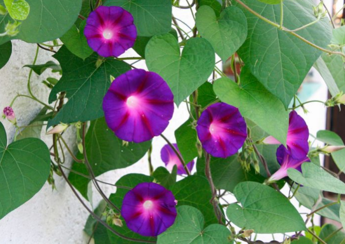 Ці 6 видів квітів можна посадити в серпні і вони радуватимуть вас аж до заморозків