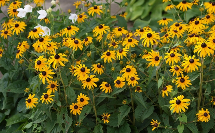 Ці 6 видів квітів можна посадити в серпні і вони радуватимуть вас аж до заморозків