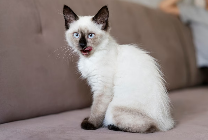 Названо породи кішок, які притягують щастя та удачу в оселю