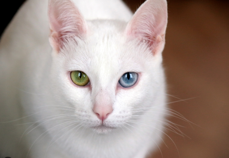 Названо породи кішок, які притягують щастя та удачу в оселю