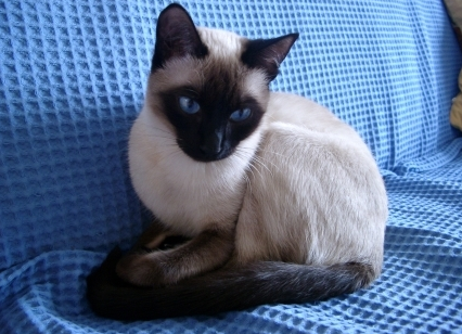 Названо породи кішок, які притягують щастя та удачу в оселю