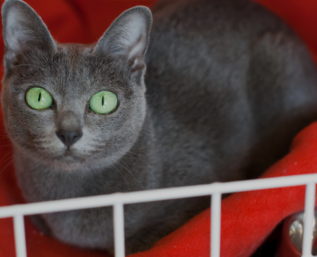 Кажуть, що ці породи кішок існували ще з давніх часів