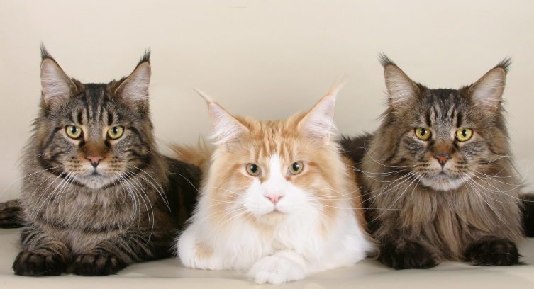 Кажуть, що ці породи кішок існували ще з давніх часів
