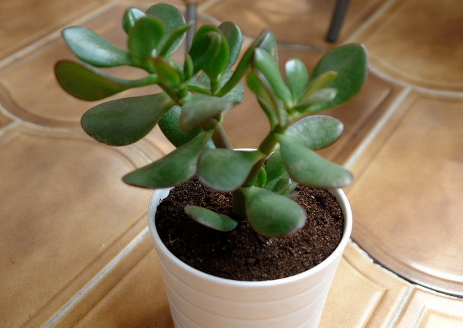 5 кімнатних рослин, які не вимагають щоденного поливу