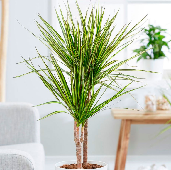 5 кімнатних рослин, які не вимагають щоденного поливу