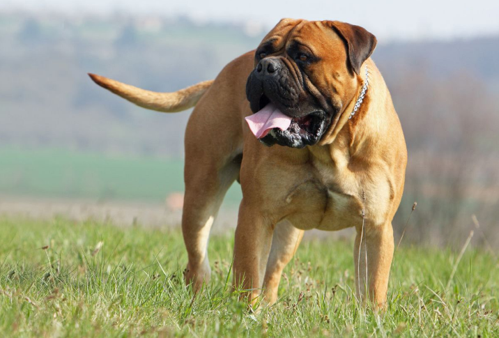 Сусідам точно не заважатимуть. Названі найтихіші та спокійні породи собак