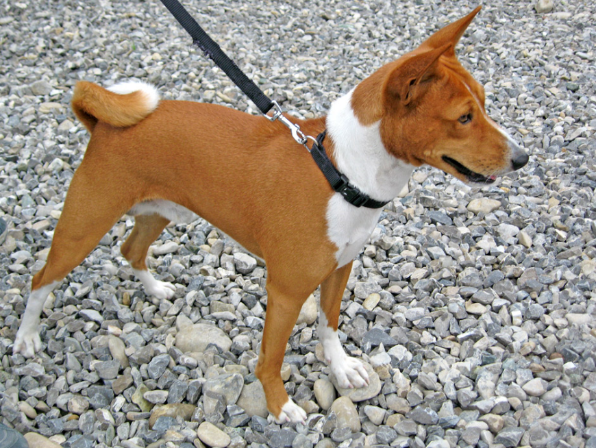 Сусідам точно не заважатимуть. Названі найтихіші та спокійні породи собак