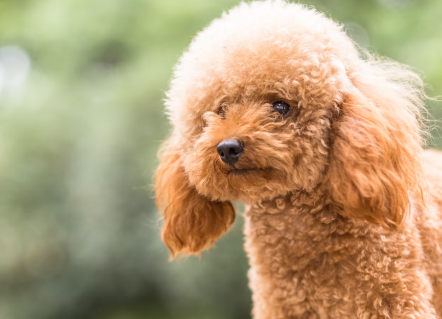 Эти шесть пород собак считаются самыми умными