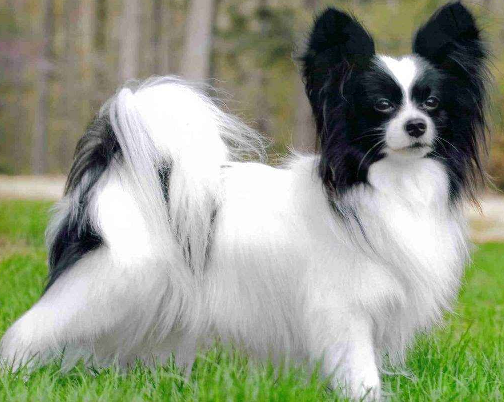 Эти шесть пород собак считаются самыми умными