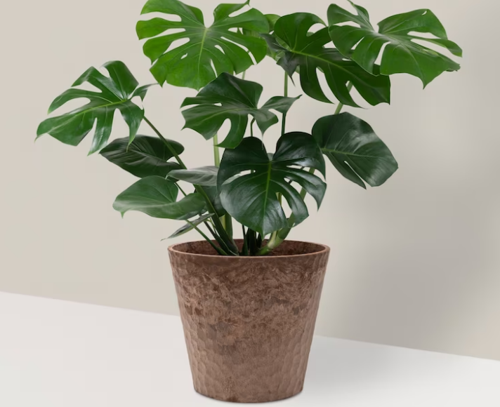 Небезпечно для здоров'я та життя. Ці 6 кімнатних рослин треба тримати подалі від малюків