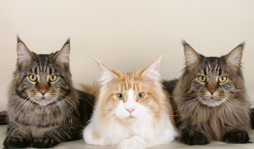 Эти пять пород кошек считаются самыми умными: кто попал в список