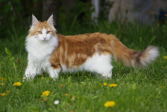 Эти пять пород кошек считаются самыми умными: кто попал в список