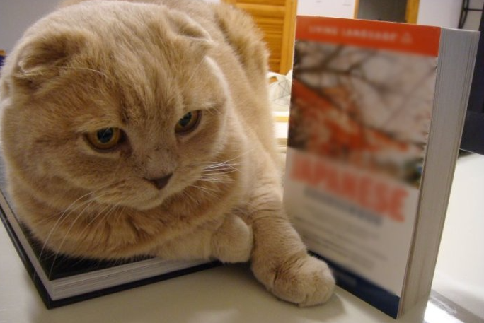 Эти пять пород кошек считаются самыми умными: кто попал в список