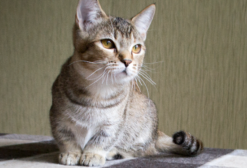 Эти пять пород кошек считаются самыми умными: кто попал в список