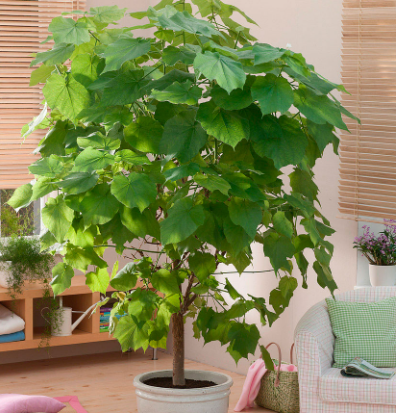 Названо кімнатні рослини, які очищають та охолоджують повітря