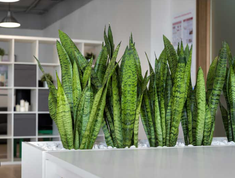 Названо кімнатні рослини, які очищають та охолоджують повітря