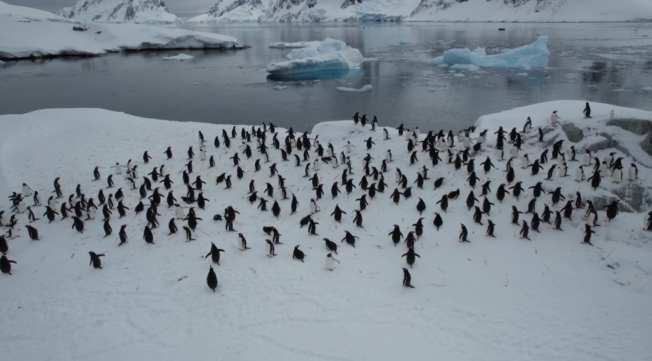 "Это только начало": украинские полярники показали грандиозное возвращение пингвинов