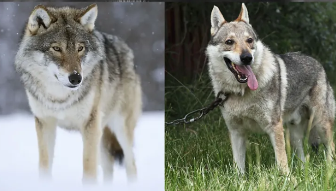 5 диких животных, которые внешне очень похожи на собак (фото)