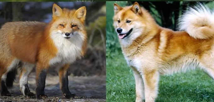 5 диких животных, которые внешне очень похожи на собак (фото)