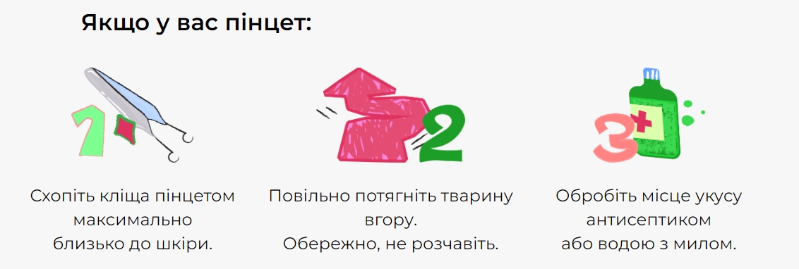 Обережно, кліщі! Що потрібно знати про цих комах усім українцям