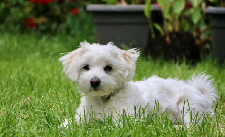 6 порід собак, які до старості схожі на цуценят