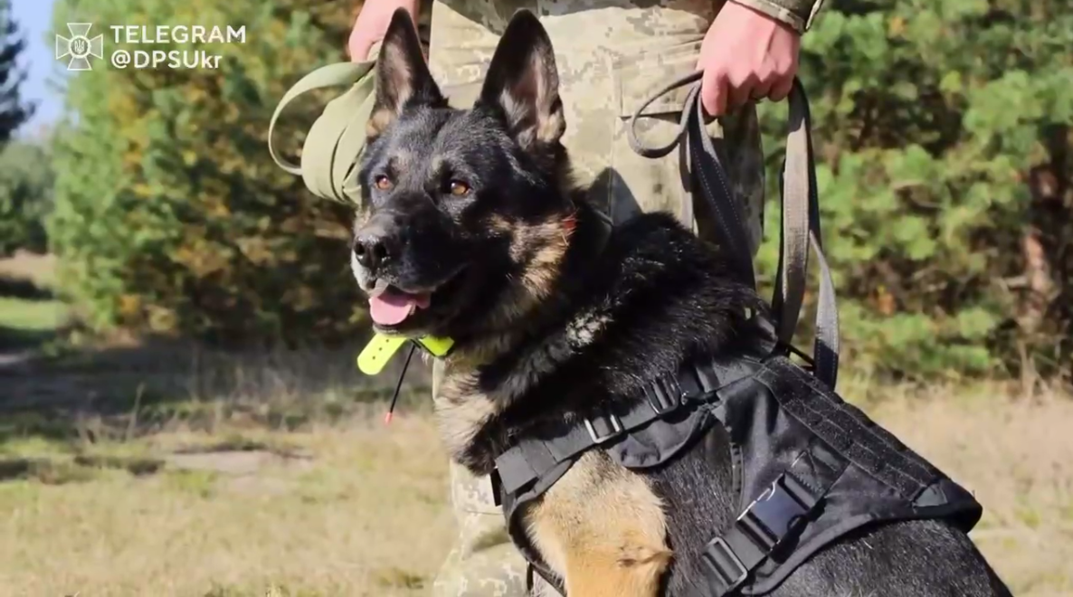 Пес із GPS: в Україні показали, як готують чотирилапих прикордонників (відео)