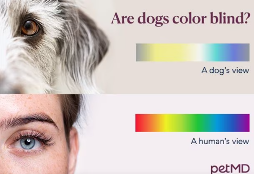 Скільки кольорів розрізняють собаки та чи можуть дивитись телевізор