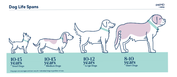 Ветеринар розповіла, скільки років живуть собаки