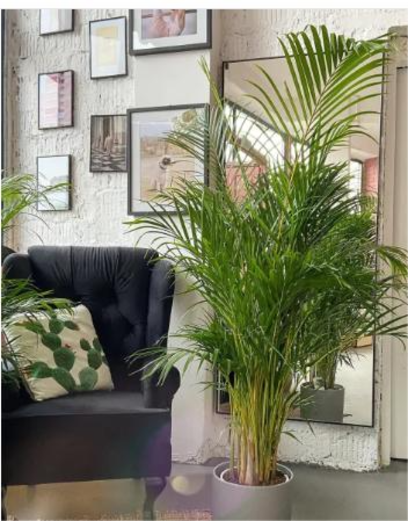 5 рослин, які ідеально підходять для дитячої кімнати