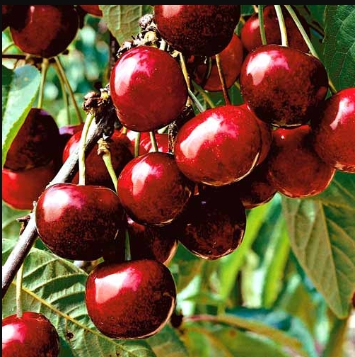 Фрукт-гибрид: на украинском рынке необычная ягода стала очень популярной