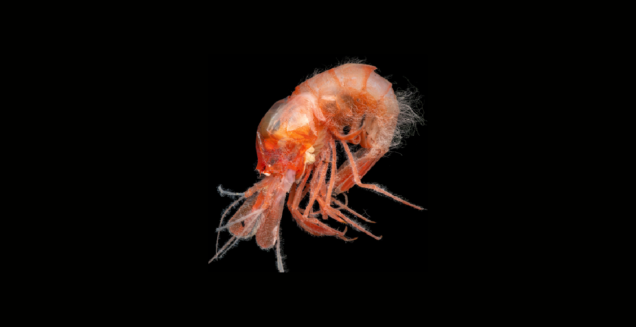 Акула-гітара і ще 865 нових видів тварин виявили вчені у океані (фото)