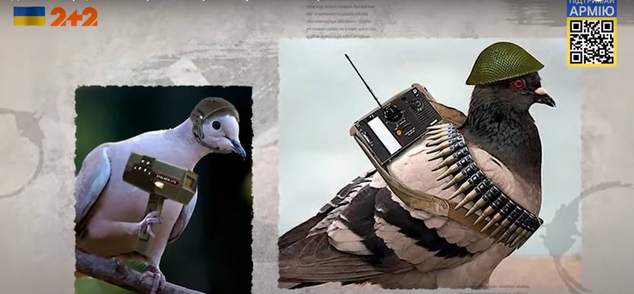 Голуби-шпионы и дельфины-камикадзе: как раньше во время войны использовали животных