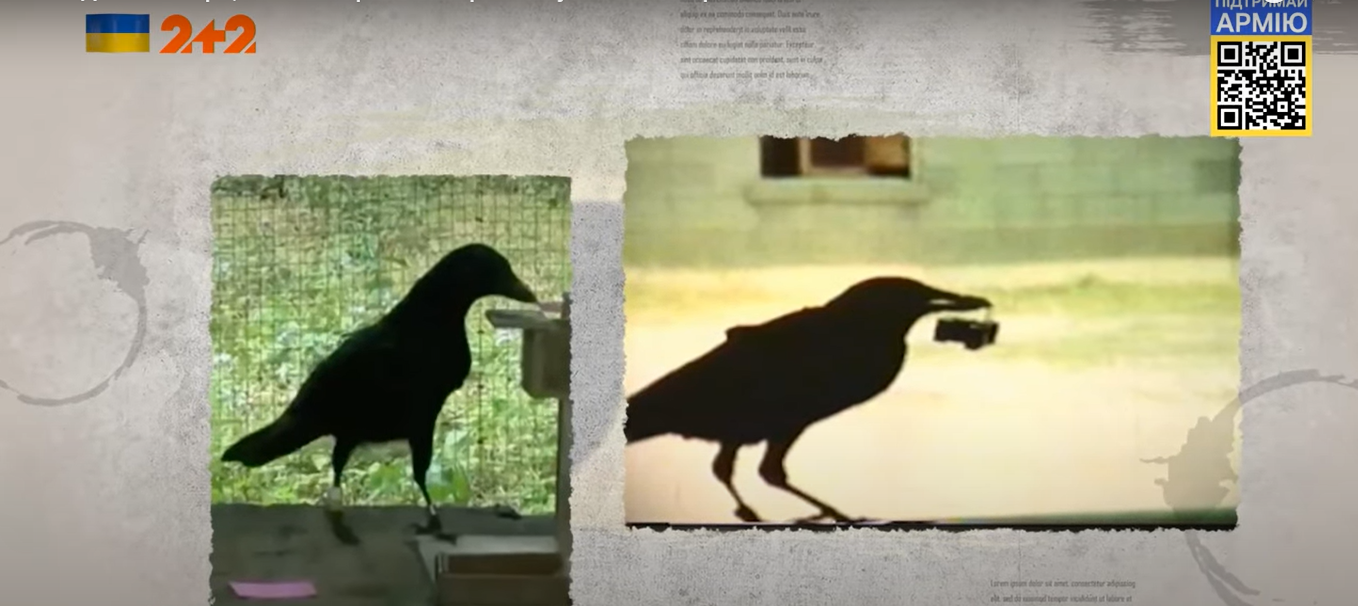 Голуби-шпионы и дельфины-камикадзе: как раньше во время войны использовали животных