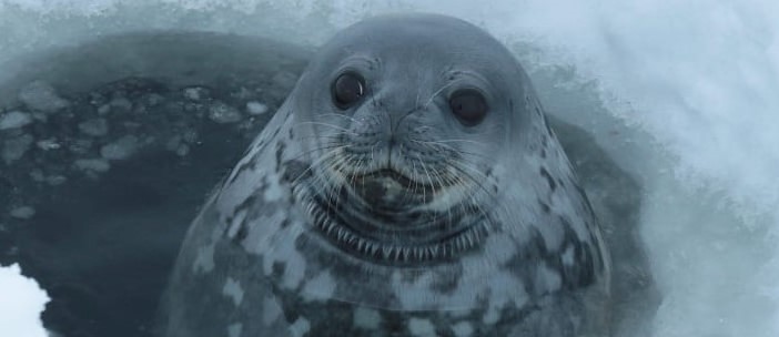 Українські полярники показали тюленів, які живуть в Антарктиці: неймовірні фото