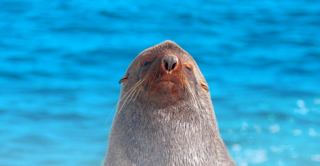 Українські полярники показали тюленя, який "збирає в гарем до 100 самиць": неймовірні фото