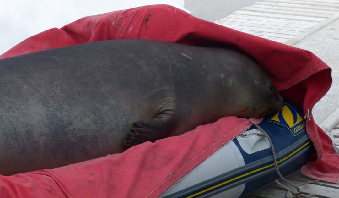 Українські полярники показали тюленя, який "збирає в гарем до 100 самиць": неймовірні фото