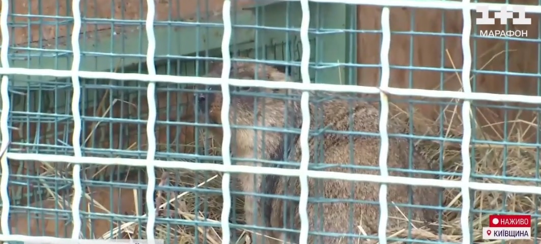 Под Киевом раньше срока проснулся сурок Викентий: что это может означать