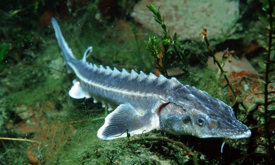 Прадавні риби опинилися під загрозою зникнення: екологи б'ють на сполох