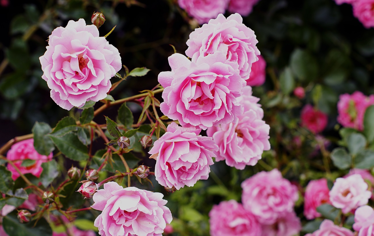 Названо головні помилки у догляді за трояндами. Ніколи так не робіть