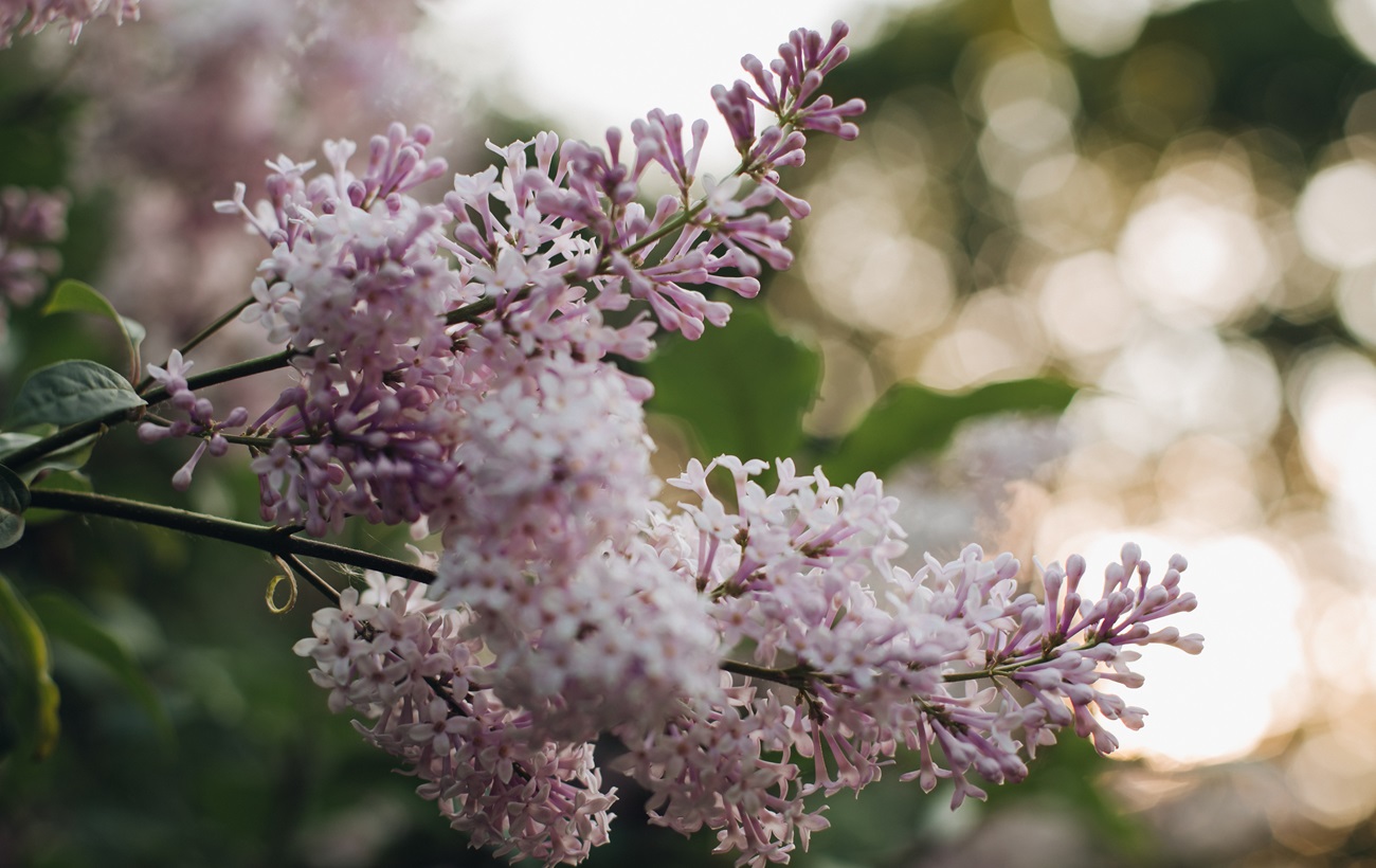 Чи можна ламати бузок: прикмети, несподівана новина від адвоката та думка садівників
