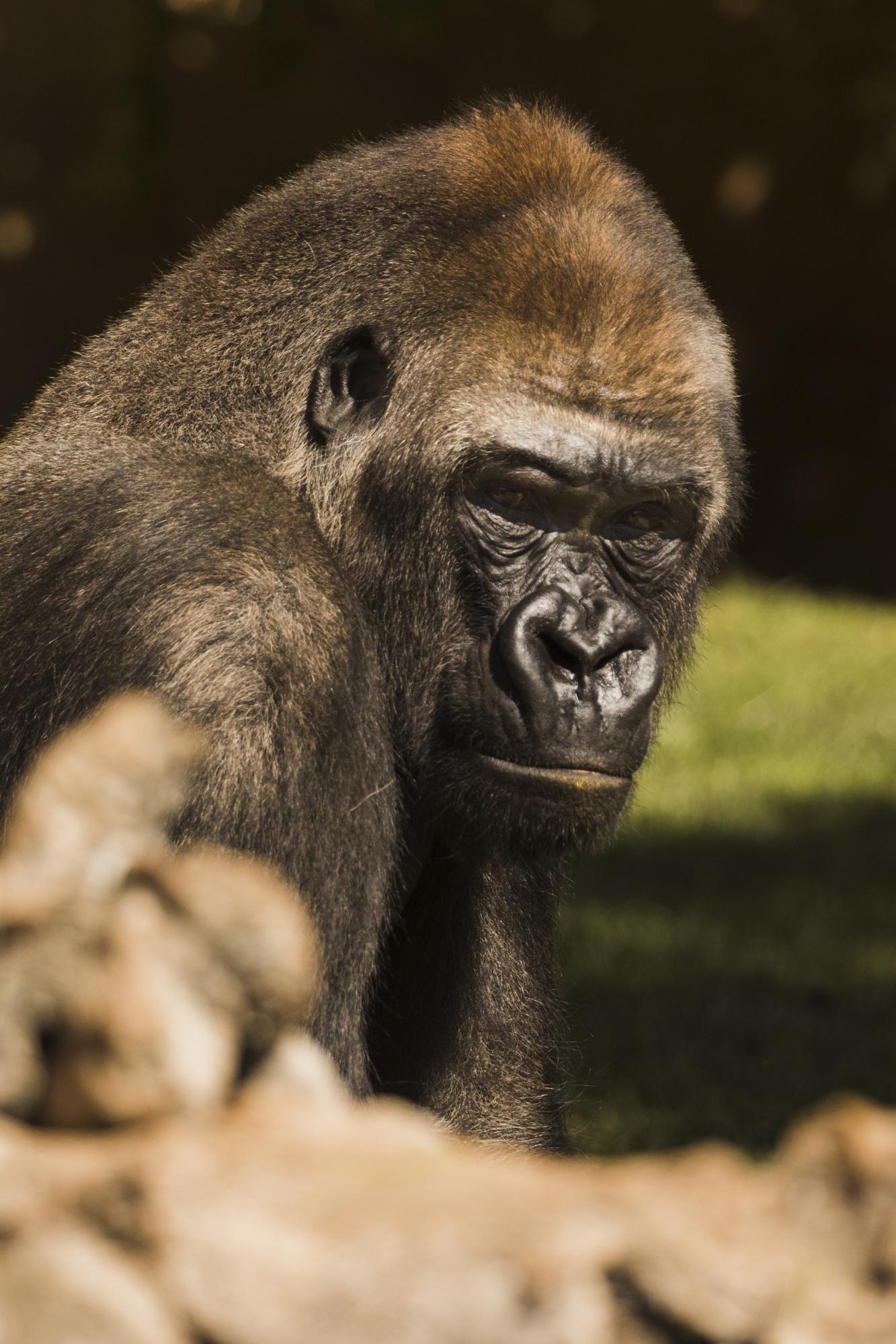 Не тільки шимпанзе: 7 тварин, які дивують "людською" поведінкою