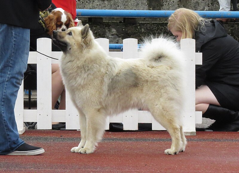 Топ-6 собак з милими хвостами-бубликами: пухнасті "ведмежата"