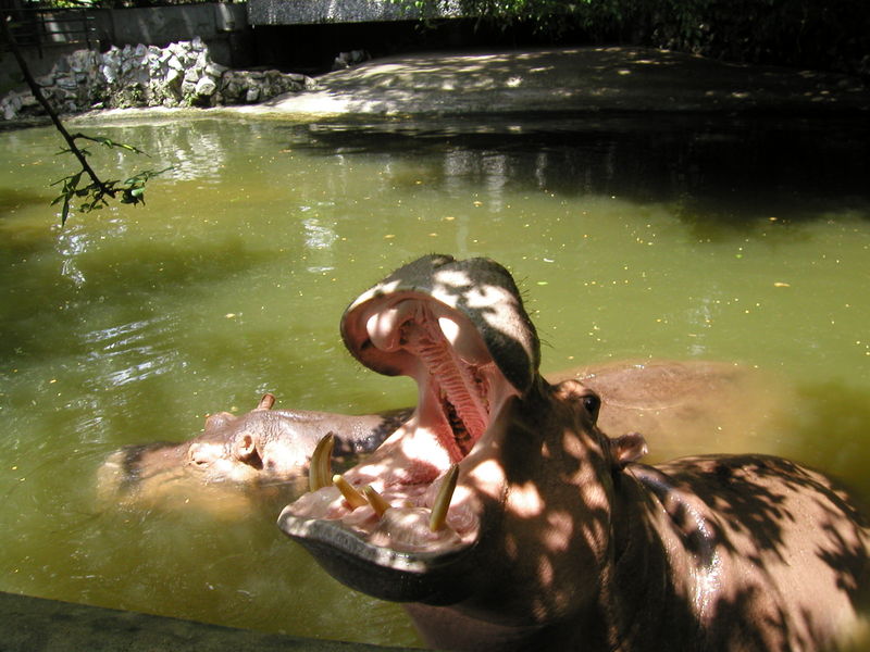 Хто сильніший за лева? Топ-7 найнебезпечніших хижаків