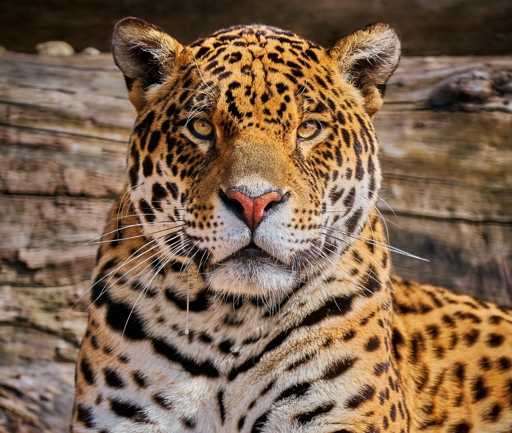 "Они нежнее людей". Страстная любовь ягуаров под покровом ночи попала на видео