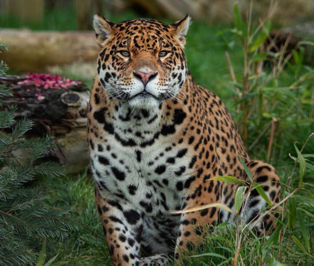 "Они нежнее людей". Страстная любовь ягуаров под покровом ночи попала на видео